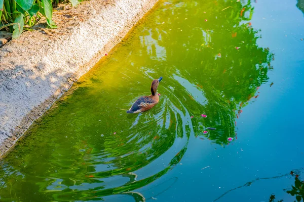 Красивая утка у пруда прогулки в зоопарке — стоковое фото