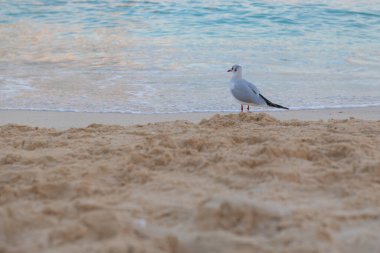 Bir beyaz martı yazın deniz kıyısında yürür.