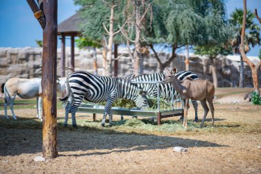 Dubai Hayvanat Bahçesinde birkaç zebra yaşıyor.
