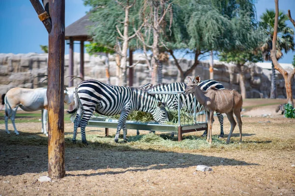Dubai Hayvanat Bahçesinde birkaç zebra yaşıyor.
