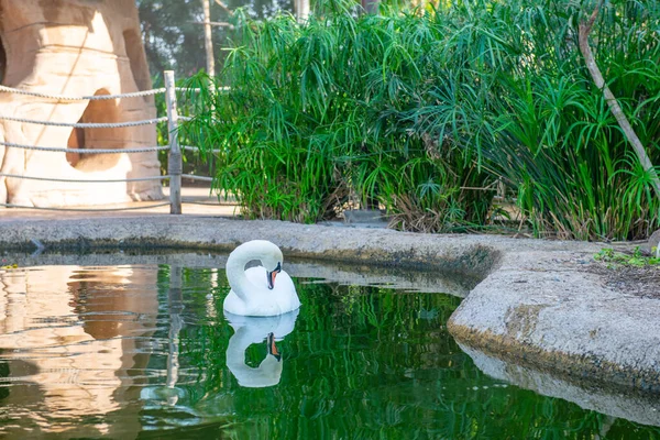 동물원에 있는 연못에서 수영하는 아름다운 백조 — 스톡 사진