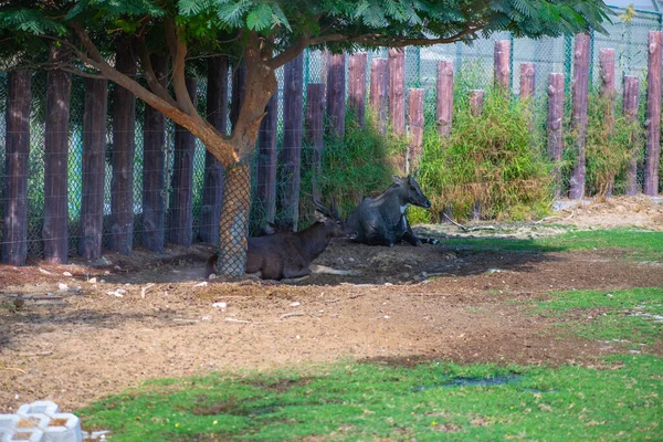 Jóvenes antílopes corren alrededor del zoológico en dubai —  Fotos de Stock