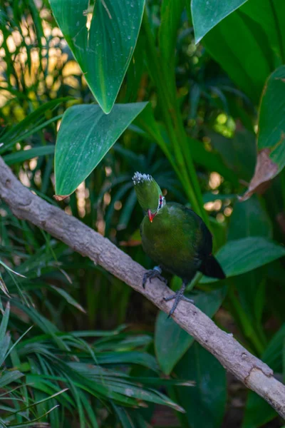 Turaco inhabit mainly tree crowns in wooded areas — Stock Photo, Image