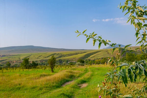 Gürcistan 'da yemyeşil ormanları olan eşsiz kolhis ormanları.