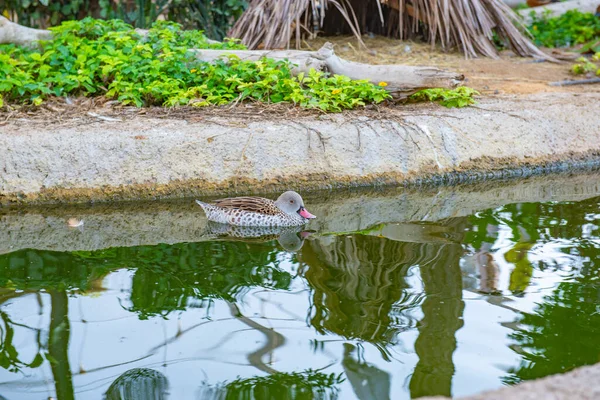 Schöne Ente am Teich spaziert im Zoo — Stockfoto