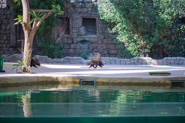 Kirpi hayvanat bahçesindeki gösteriye katılıyor.