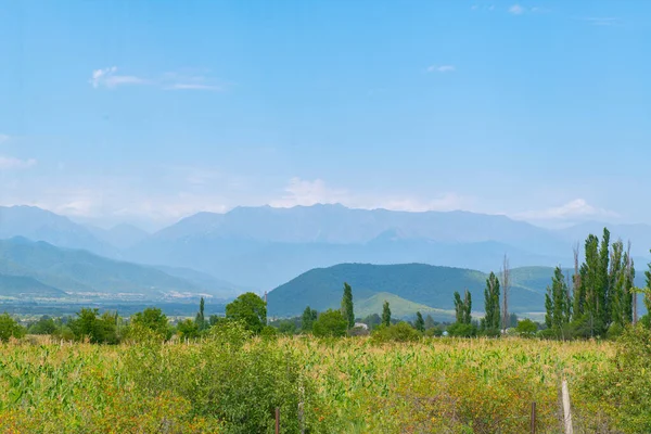 Gürcistan 'daki geniş kozalaklı ve sıkıcı ormanlar
