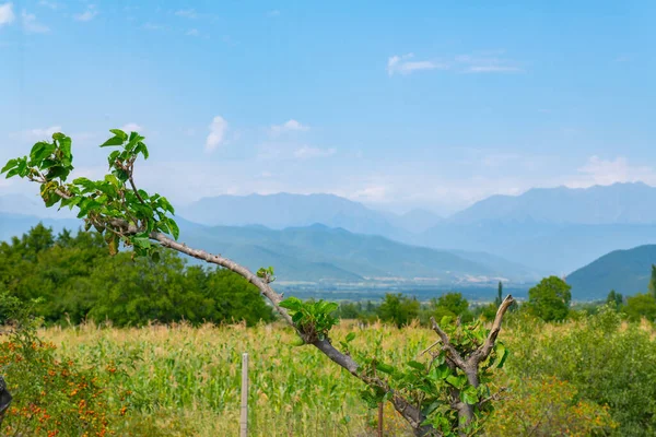 Gürcistan 'da yazın üzüm bağları olan büyük bir tarla.