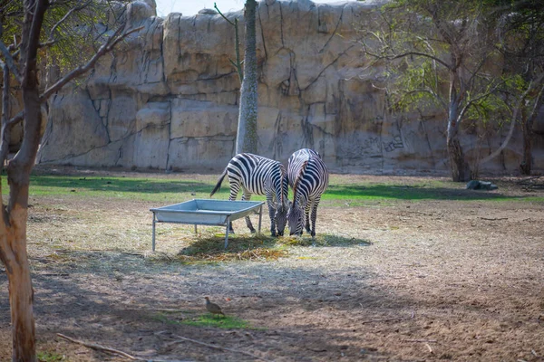 Несколько зебр живут в зоопарке Дубая — стоковое фото