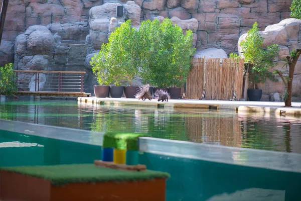 호저는 동물원에서의 공연에 참여 한다 — 스톡 사진