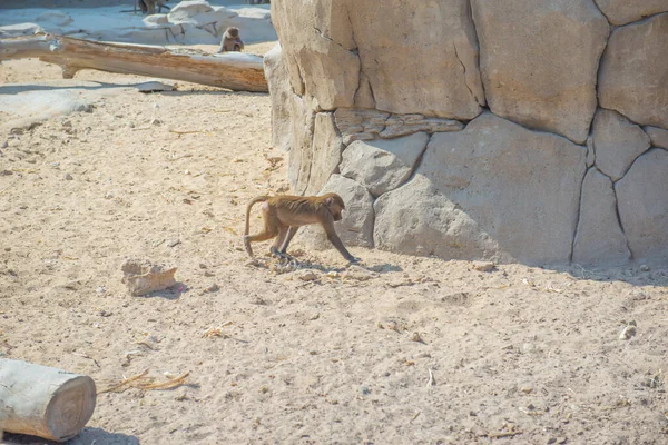 Kleiner Makak sitzt im Zoo auf einem Stein — Stockfoto