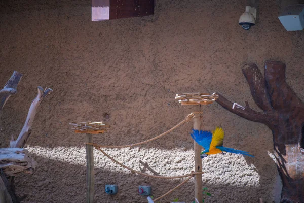 Espécie de ave da família Hornbill sulawesian kalao — Fotografia de Stock