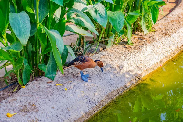 beautiful duck by the pond walks in the zoo
