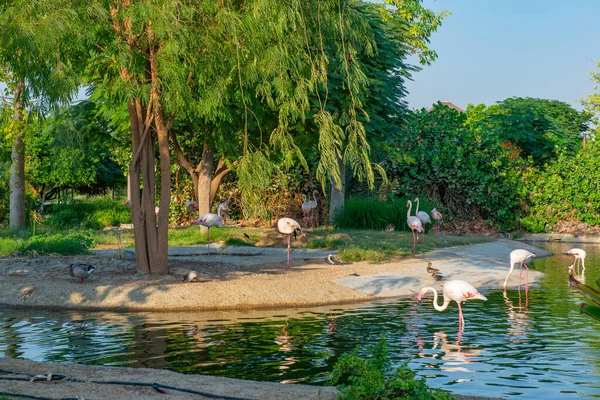 Muitos flamingos cor de rosa vivem no lago do zoológico — Fotografia de Stock