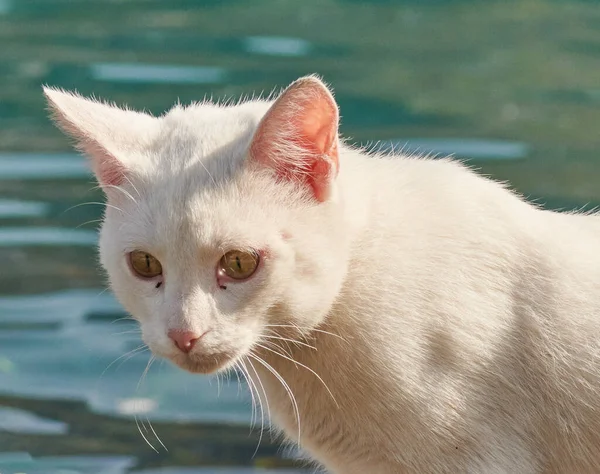 Un beau chat blanc marche sur les rochers sur la mer — Photo