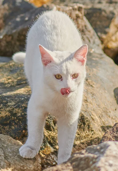 Un beau chat blanc marche sur les rochers sur la mer — Photo