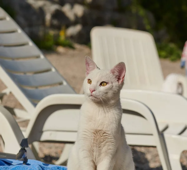 Un chat blanc est assis sur un transat sur la mer — Photo