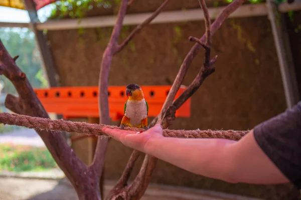 Маленькие птицы попугаи в зоопарке летают — стоковое фото