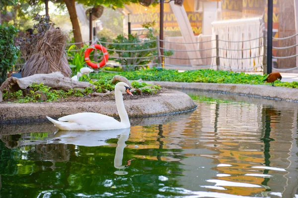 Schöner Schwan schwimmt auf dem Teich im Zoo — Stockfoto