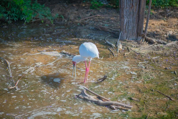 Volavka žije v zoologické zahradě v Dubaji — Stock fotografie