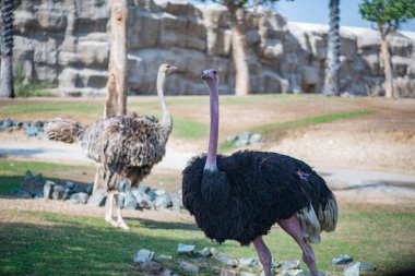 Hayvanat bahçesinde büyük siyah devekuşları yaşar.
