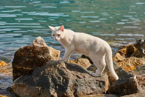 Un chat blanc marche sur les rochers en mer — Photo