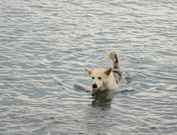 Perro marrón nada en el mar y bebe agua — Foto de Stock