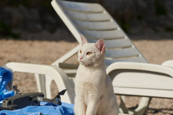 One white cat is sitting on a sunbed on the sea — Photo