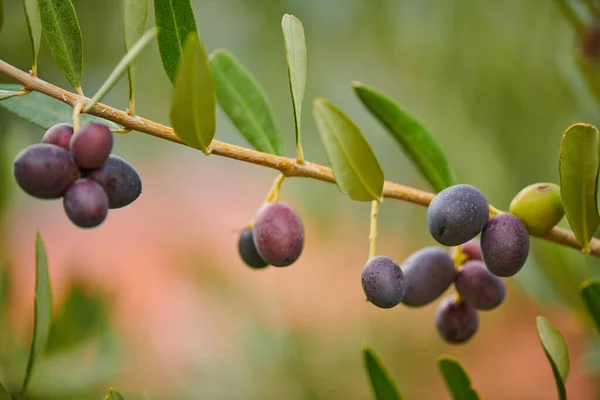 Deliziose olive crescono su un albero in estate — Foto Stock