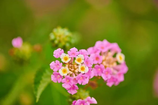 Uma flor rosa floresce lindamente no verão — Fotografia de Stock