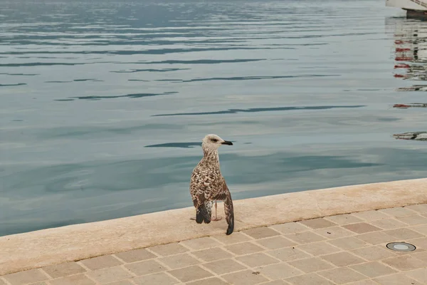 Une mouette marche le long du rivage de la baie — Photo