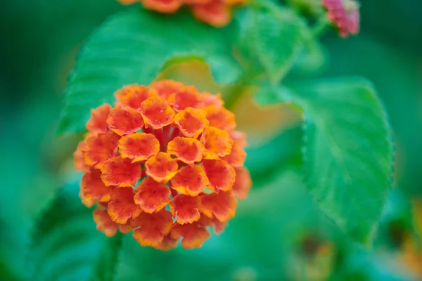 A flor vermelha floresce lindamente no verão — Fotografia de Stock