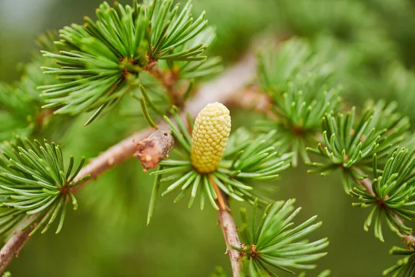 A lot of cones on a pine tree grow beautifully in summer — 스톡 사진