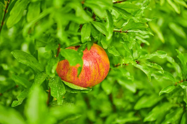 Maçãs deliciosas crescem em uma árvore no verão — Fotografia de Stock