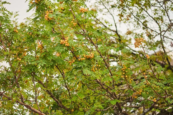 Árvores de fruto crescem muito belamente no verão — Fotografia de Stock