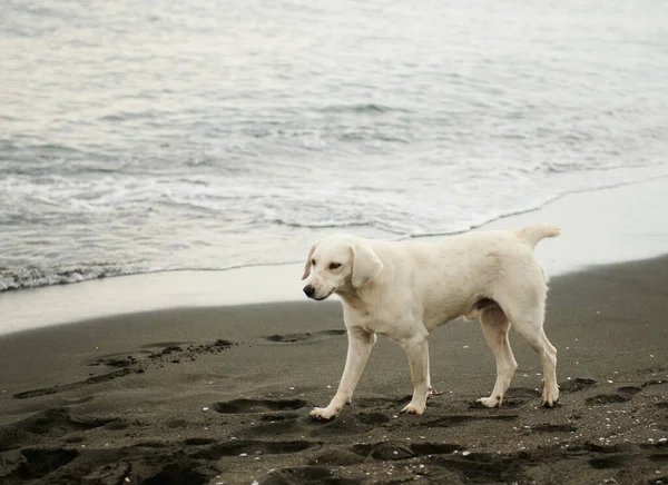 White dog walking on the beach by the sea — Photo