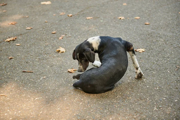 One black dog sits on the sidewalk — Foto de Stock