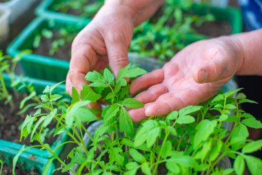 Domates tohumları toprakta yetişir.
