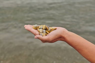 Deniz ve kolda deniz kabukları ve midyeler var.