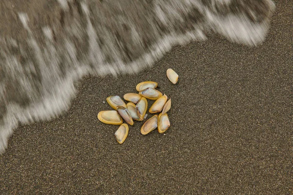Coquilles sur la vague de sable coule — Photo