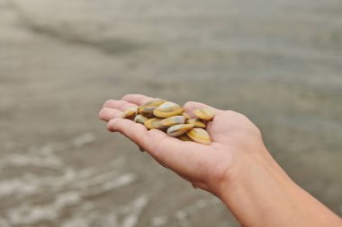 Mermiler avucunun içinde duruyor. Yüksek kalite fotoğraf