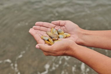 Bir avuç kabuğun ve midyenin ellerinde. Yüksek kalite fotoğraf