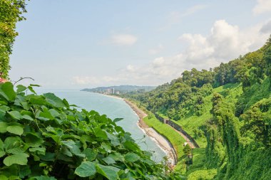 Batumi botanik bahçesi çok resim gibi. Yüksek kalite fotoğraf
