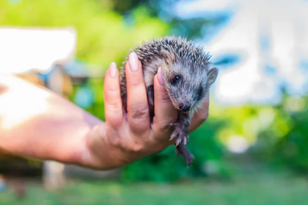 the hedgehog is sitting on the arm. High quality photo