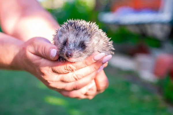 the hedgehog is sitting on the palms of his hands. High quality photo