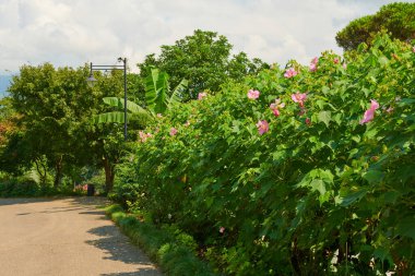 blooming wild rose in the botanical garden in batumi. High quality photo