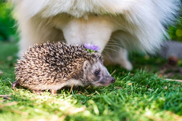 Ouriço Grama Verde Cheirado Por Cão Com Uma Margarida Foto — Fotografia de Stock