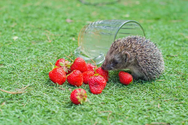 One Hedgehog Clearing Red Strawberries High Quality Photo — Photo