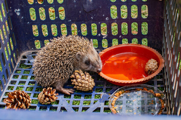Один ёжик с коробкой ест еду. Высокое качество фото