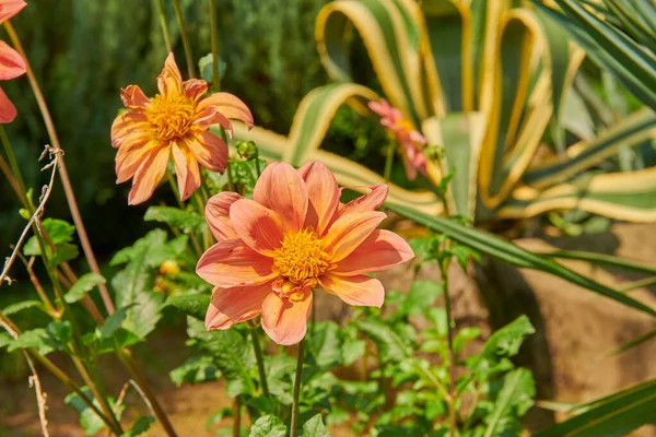 Agave American Marginata Dahlia Kelsey Annie Joy High Quality Photo — Fotografia de Stock